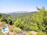 Petaloudes - Valley of Butterflies Rhodes - Dodecanese Greece photo 4 - Photo GreeceGuide.co.uk