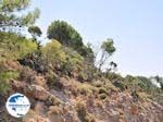 Petaloudes - Valley of Butterflies Rhodes - Dodecanese Greece photo 5 - Photo GreeceGuide.co.uk