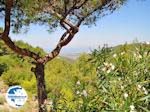 Petaloudes - Valley of Butterflies Rhodes - Dodecanese Greece photo 6 - Photo GreeceGuide.co.uk