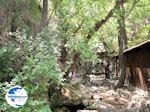 Petaloudes - Valley of Butterflies Rhodes - Dodecanese Greece photo 1 - Photo GreeceGuide.co.uk