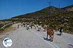 Goats near Agia Theodoti Ios - Psathi Ios - Cyclades Photo 288 - Photo GreeceGuide.co.uk