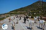 Goats near Agia Theodoti Ios - Psathi Ios - Cyclades Photo 289 - Photo GreeceGuide.co.uk