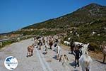Goats near Agia Theodoti Ios - Psathi Ios - Cyclades Photo 290 - Photo GreeceGuide.co.uk
