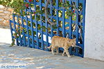 Island of Iraklia | Cyclades | Greece  | nr 162 - Photo GreeceGuide.co.uk