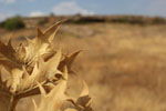 Kiato - Sykiona | Corinth  Peloponnese | Photo 72 - Photo Marcel Fens