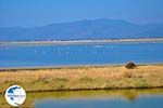 Bay Kalloni Lesbos | Greece | Greece  6 - Photo GreeceGuide.co.uk