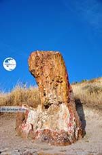 Petrified forest near Sigri | Lesbos Greece | Photo 34 - Photo GreeceGuide.co.uk