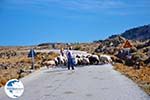 Sheep and shepherds near Sigri | Lesbos Greece | Photo 1 - Photo GreeceGuide.co.uk