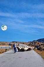 Sheep and shepherds near Sigri | Lesbos Greece | Photo 3 - Photo GreeceGuide.co.uk