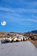 Sheep and shepherds near Sigri | Lesbos Greece | Photo 4 - Photo GreeceGuide.co.uk