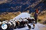 Sheep en shepherds near Sigri | Lesbos Greece | Photo 8 - Photo GreeceGuide.co.uk