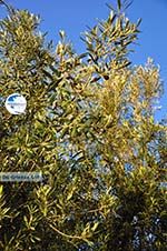 Olive trees  near Molyvos | Lesbos Greece | Photo 1  - Photo GreeceGuide.co.uk
