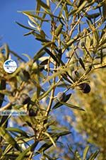 Olive trees  near Molyvos | Lesbos Greece | Photo 3 - Photo GreeceGuide.co.uk