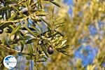 Olive trees  near Molyvos | Lesbos Greece | Photo 4 - Photo GreeceGuide.co.uk