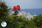 Apollonas Naxos - Cyclades Greece- nr 27 - Photo GreeceGuide.co.uk