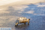 Schildpad near Kranidi | Argolida (Argolis) Peloponnese | Photo 1 - Photo GreeceGuide.co.uk