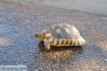 Schildpad near Kranidi | Argolida (Argolis) Peloponnese | Photo 2 - Photo GreeceGuide.co.uk