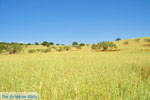 Koilada (Kilada) | Argolida (Argolis) Peloponnese | Greece Photo 8 - Photo GreeceGuide.co.uk