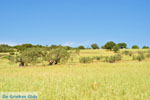 Koilada (Kilada) | Argolida (Argolis) Peloponnese | Greece Photo 9 - Photo GreeceGuide.co.uk