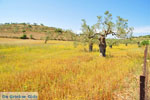 Koilada (Kilada) | Argolida (Argolis) Peloponnese | Greece Photo 11 - Photo GreeceGuide.co.uk