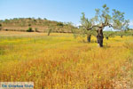 Koilada (Kilada) | Argolida (Argolis) Peloponnese | Greece Photo 12 - Photo GreeceGuide.co.uk