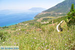 Near old Epidavros | Argolida (Argolis) Peloponnese | Greece Photo 9 - Photo GreeceGuide.co.uk