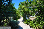 Koroni | Messenia Peloponnese | Greece  23 - Photo GreeceGuide.co.uk