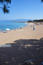 Kyparissia | Messenia Peloponnese | Photo 10 - Photo GreeceGuide.co.uk