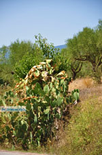 Meligalas | Messenia Peloponnese | Photo 2 - Photo GreeceGuide.co.uk