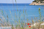 Poros | Saronic Gulf Islands | Greece  Photo 256 - Photo GreeceGuide.co.uk