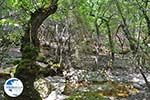 Valley of Butterflies Rhodes - Island of Rhodes Dodecanese - Photo 1890 - Photo GreeceGuide.co.uk