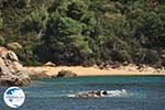 beach near Koutsouri on the island Skiathos Photo 1 - Photo GreeceGuide.co.uk