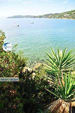 Megali Ammos (Ftelia) | Skiathos Sporades | Greece  Photo 15 - Photo GreeceGuide.co.uk