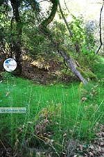 hiking trails near monastery Kechria | Skiathos Sporades | Greece  Photo 4 - Photo GreeceGuide.co.uk