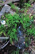 hiking trails near monastery Kechria | Skiathos Sporades | Greece  Photo 8 - Photo GreeceGuide.co.uk