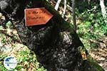 hiking trails near monastery Kechria | Skiathos Sporades | Greece  Photo 9 - Photo GreeceGuide.co.uk