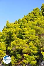 Limnonari near Agnontas | Skopelos Sporades | Greece  Photo 9 - Photo GreeceGuide.co.uk