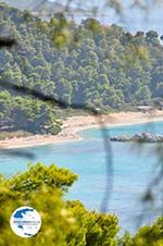 Near the Beaches Kastani and Milia | Skopelos Sporades | Greece  Photo 1 - Photo GreeceGuide.co.uk