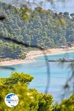 Near the Beaches Kastani and Milia | Skopelos Sporades | Greece  Photo 2 - Photo GreeceGuide.co.uk