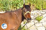 Paard in Aspous | Skyros Greece - Photo GreeceGuide.co.uk