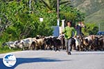 Jonge herder with zijn geiten | Skyros | Greece - Photo GreeceGuide.co.uk