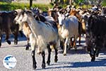 Goats on Skyros | Skyros Greece Photo 1 - Photo GreeceGuide.co.uk