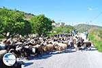 Goats on Skyros | Skyros Greece Photo 3 - Photo GreeceGuide.co.uk