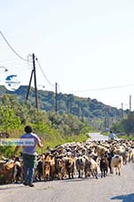 Goats on Skyros | Skyros Greece Photo 4 - Photo GreeceGuide.co.uk