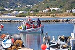 Little harbour near Magazia | Skyros Greece Photo 3 - Photo GreeceGuide.co.uk