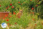 Kat near Molos and Magazia near Skyros town | Skyros Greece Photo 1 - Photo GreeceGuide.co.uk