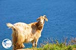 Goats near Kalamitsa | Skyros Greece Photo 2 - Photo GreeceGuide.co.uk