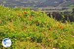 Bloemen on Skyros near Agios Dimitrios Skyros - Photo GreeceGuide.co.uk