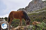 Wilde dwergpaarden in the zuiden of Skyros | Photo 1 - Photo GreeceGuide.co.uk