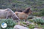 Wilde dwergpaarden in the zuiden of Skyros | Photo 2 - Photo GreeceGuide.co.uk